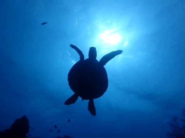 HɑpɗE~Kɂo邩܂II