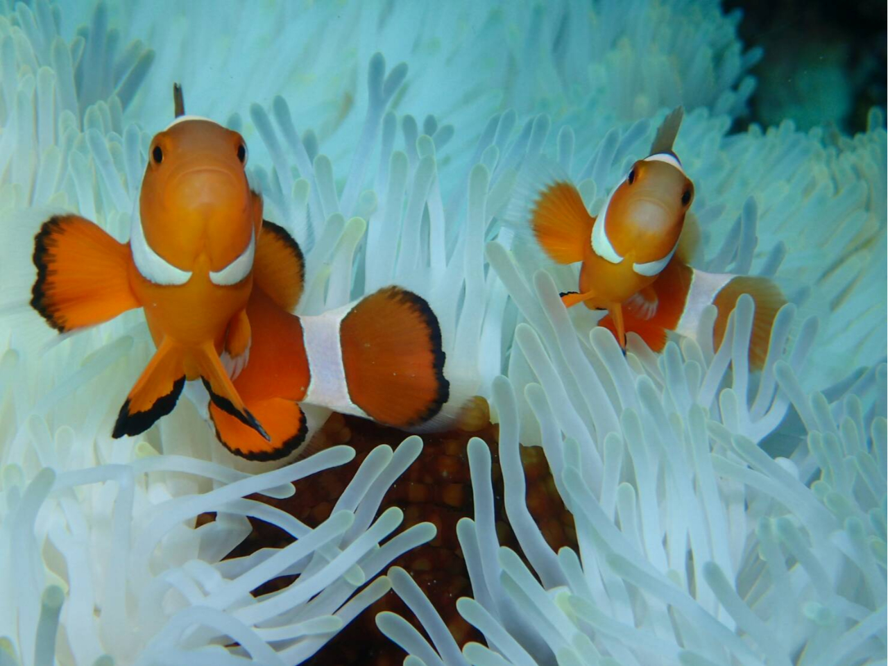 JNN}m~߂Ŋώ@邱Ƃł܂II