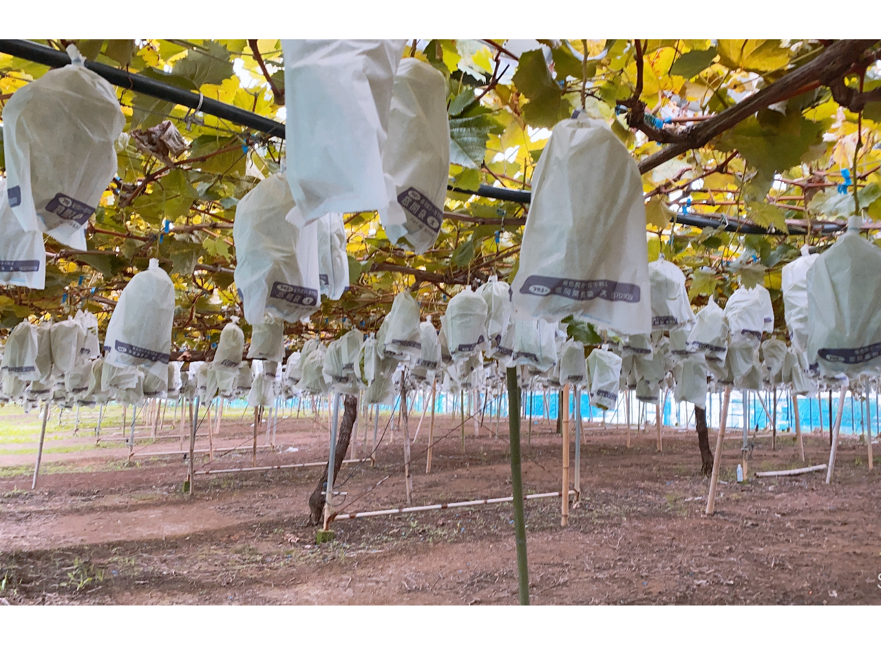 10܂ł͂Ԃǂy߂Ⴂ܂iʓrj