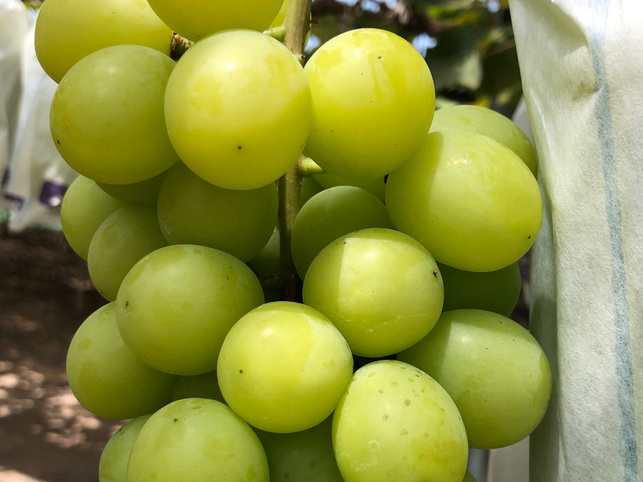 �V���C���}�X�J�b�g 