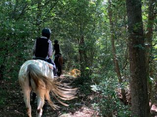 森の中をお散歩します