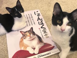 1時間 隠れ家的な猫カフェでのんびり過ごす ワンドリンク付き1時間プラン 女性同士 カップルにおすすめ 猫カフェ 猫の屋おでん じゃらん遊び体験 1時間 隠れ家的な猫カフェでのんびり過ごす ワンドリンク付き1時間プラン 女性同士 カップルにおすすめ 猫カフェ 猫の屋おでん じゃらん遊び体験
