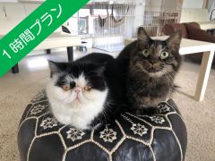 三宮駅周辺の動物カフェランキングtop10 じゃらんnet 三宮駅周辺の動物カフェランキングtop10 じゃらんnet