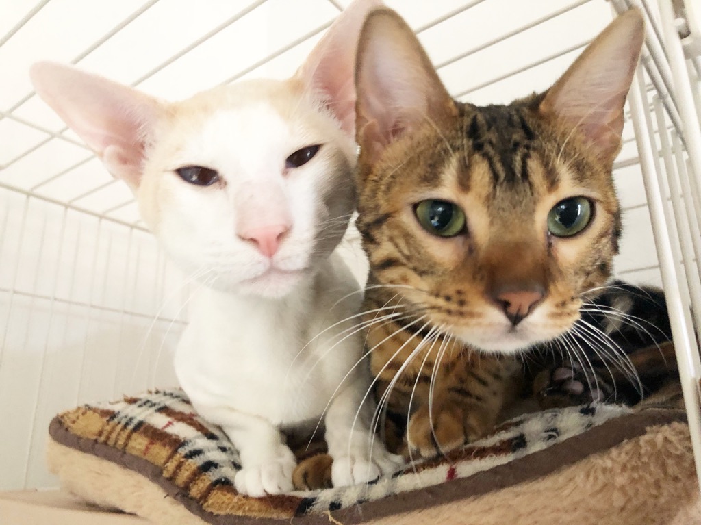 2時間 隠れ家的な猫カフェでのんびり過ごす ワンドリンク付き2時間プラン 女性同士 カップルにおすすめ 猫カフェ 猫の屋おでん じゃらん遊び体験 2時間 隠れ家的な猫カフェでのんびり過ごす ワンドリンク付き2時間プラン 女性同士 カップルにおすすめ 猫カフェ 猫の屋おでん じゃらん遊び体験