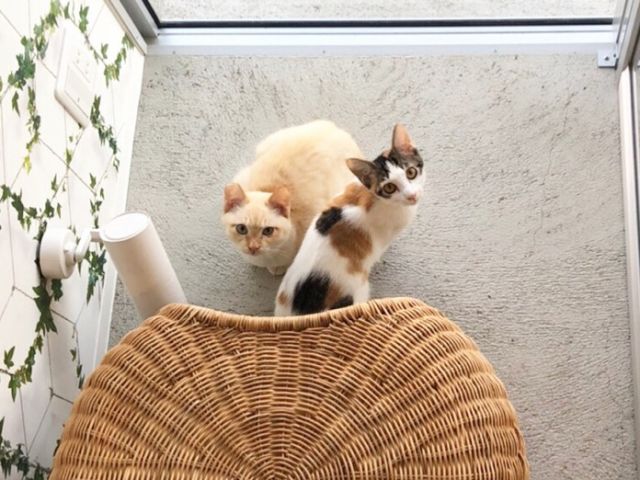 2時間 隠れ家的な猫カフェでのんびり過ごす ワンドリンク付き2時間プラン 女性同士 カップルにおすすめ 猫カフェ 猫の屋おでん じゃらん遊び体験 2時間 隠れ家的な猫カフェでのんびり過ごす ワンドリンク付き2時間プラン 女性同士 カップルにおすすめ 猫カフェ 猫の屋おでん じゃらん遊び体験