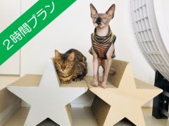 猫カフェ 猫の屋おでん 予約 アクセス 割引クーポン じゃらんnet 猫カフェ 猫の屋おでん 予約 アクセス 割引クーポン じゃらんnet