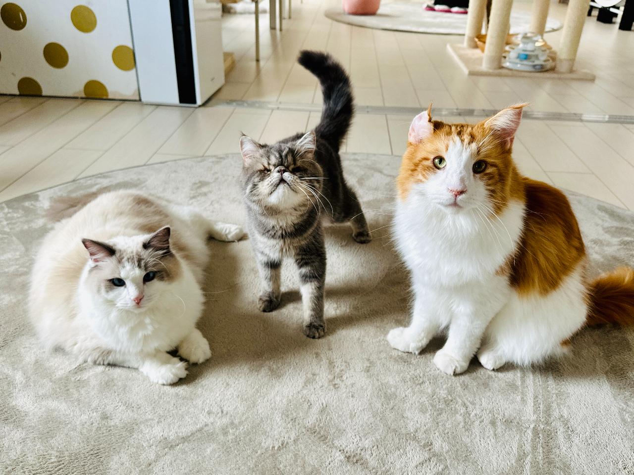 保護猫ファミリーさまご購入 4号ふっくら丸鉢 ほおづえねこさんとスズラン P000377DA1.jpg?v=1