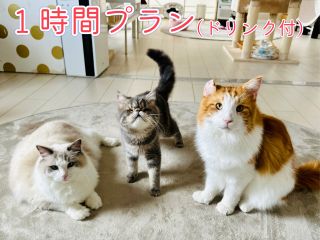 まずは1時間から♪当店の猫たちの大半は何らかの理由があって保護した経緯のある「元保護猫」。彼らのヒストリーにも触れつつ、ゆったりとお楽しみください♪