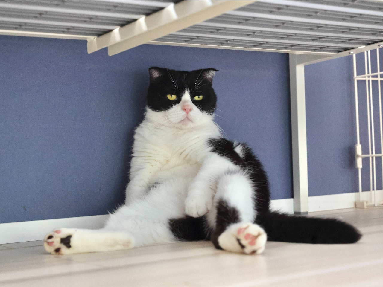 񂲁iXReBbVtH[hj^uɐBɌȂvƂƂŉƑƂČ}܂BXRL̎l̒ɂ݂on߂Ă̂ŁA_CGbgłB