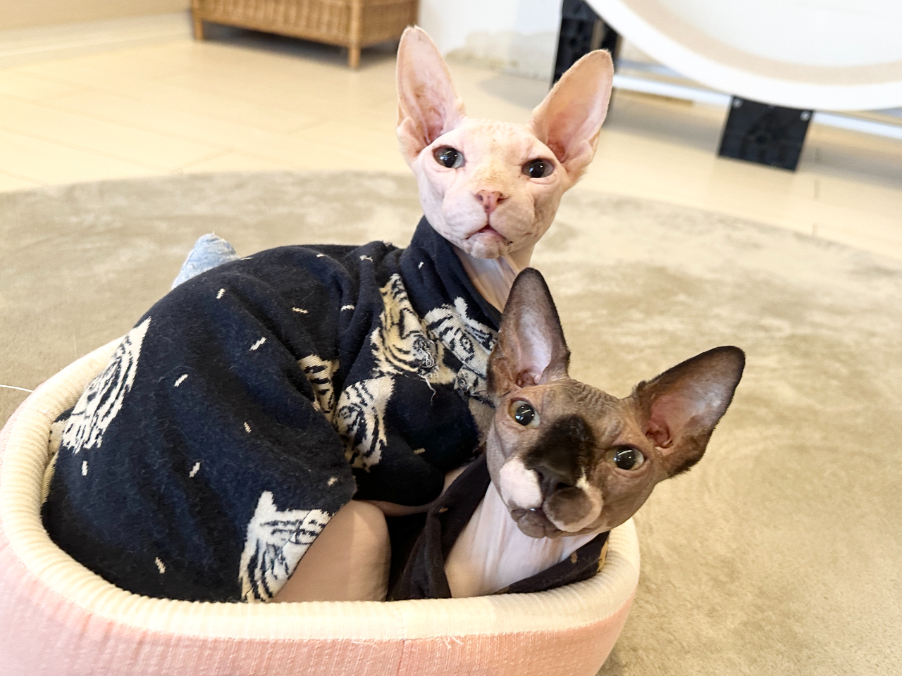 1時間】「おでん猫」に囲まれて、1ドリンク付きプラン♪ 女性同士