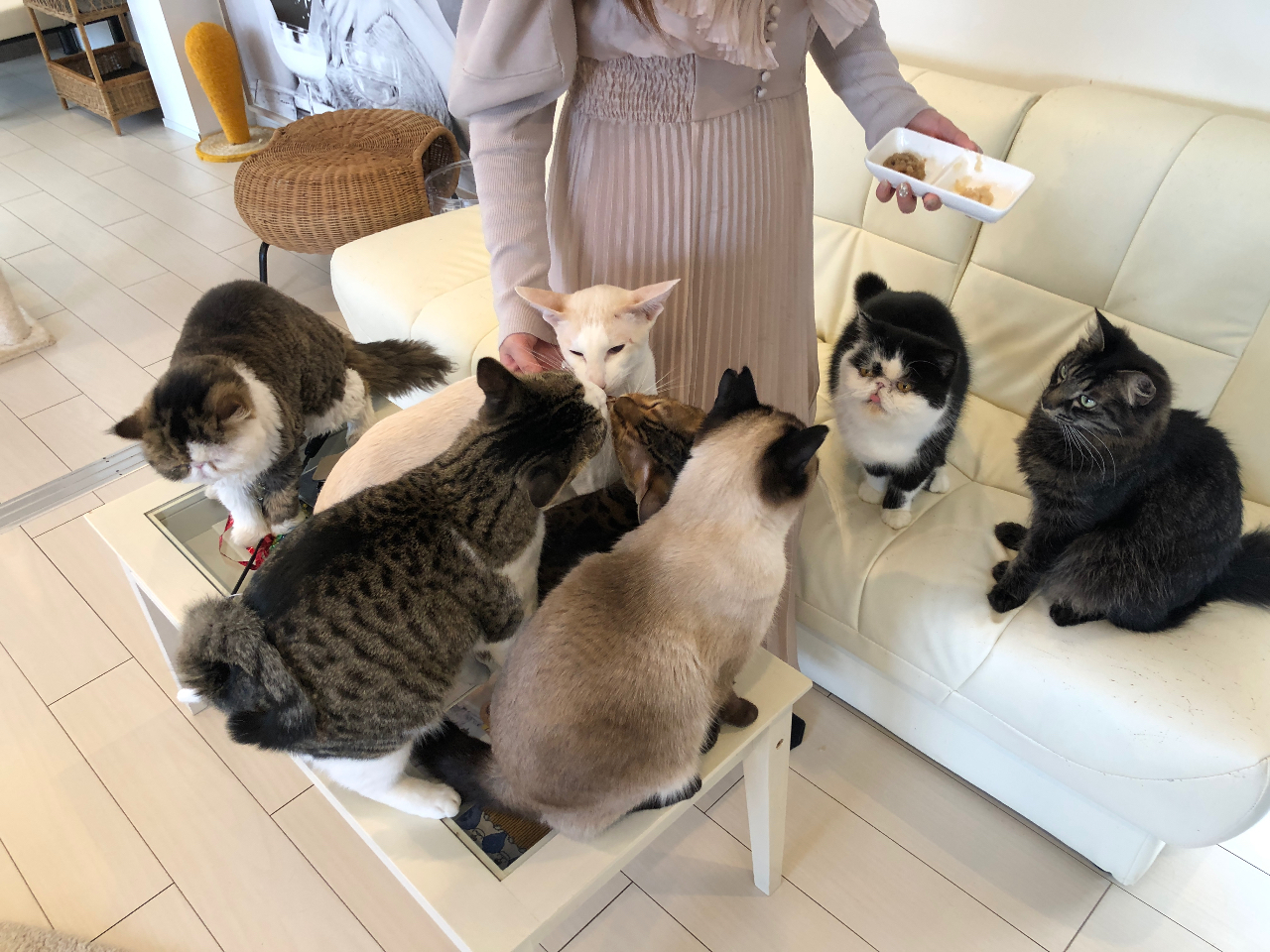 ݂ȑDI^CiʌjLƒǂȂɂ́AK{ACełI 