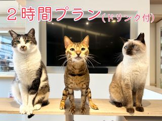 充実の2時間プラン!当店の猫たちの大半は何らかの理由があって保護した経緯のある「元保護猫」。彼らのヒストリーにも触れつつ、ゆったりとお楽しみください♪