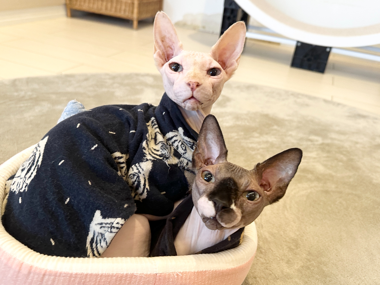 ijȂƁijځ^XtBNX̌ZŁÁuځv͂Z񂪑DI