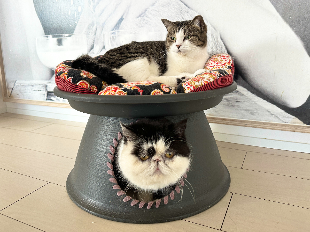 iju[_[󌻏ꂩ烌XL[ꂽA}`Ĵ₭݁BCɓ̂G̏ォ~Ȃ̂ŁAɒӂł΁BijɐBޔL̃X[W[BȁI