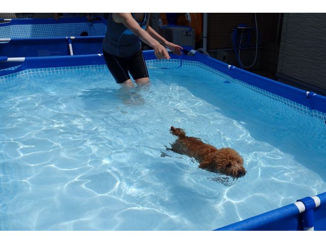 平日 緑豊かなドッグラン利用 3時間利用 完全貸切予約制 飲食持込みok ファミリーやグループ利用がお得 ペットホテル ドッグラン Cocona じゃらん遊び体験