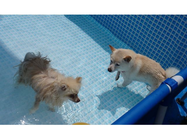 平日 緑豊かなドッグラン利用 3時間利用 完全貸切予約制 飲食持込みok ファミリーやグループ利用がお得 ペットホテル ドッグラン Cocona じゃらん遊び体験