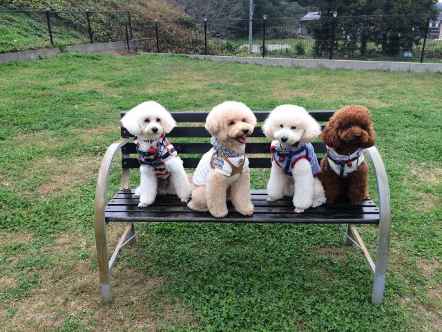 平日 緑豊かなドッグラン利用 3時間利用 完全貸切予約制 飲食持込みok ファミリーやグループ利用がお得 ペットホテル ドッグラン Cocona じゃらん遊び体験