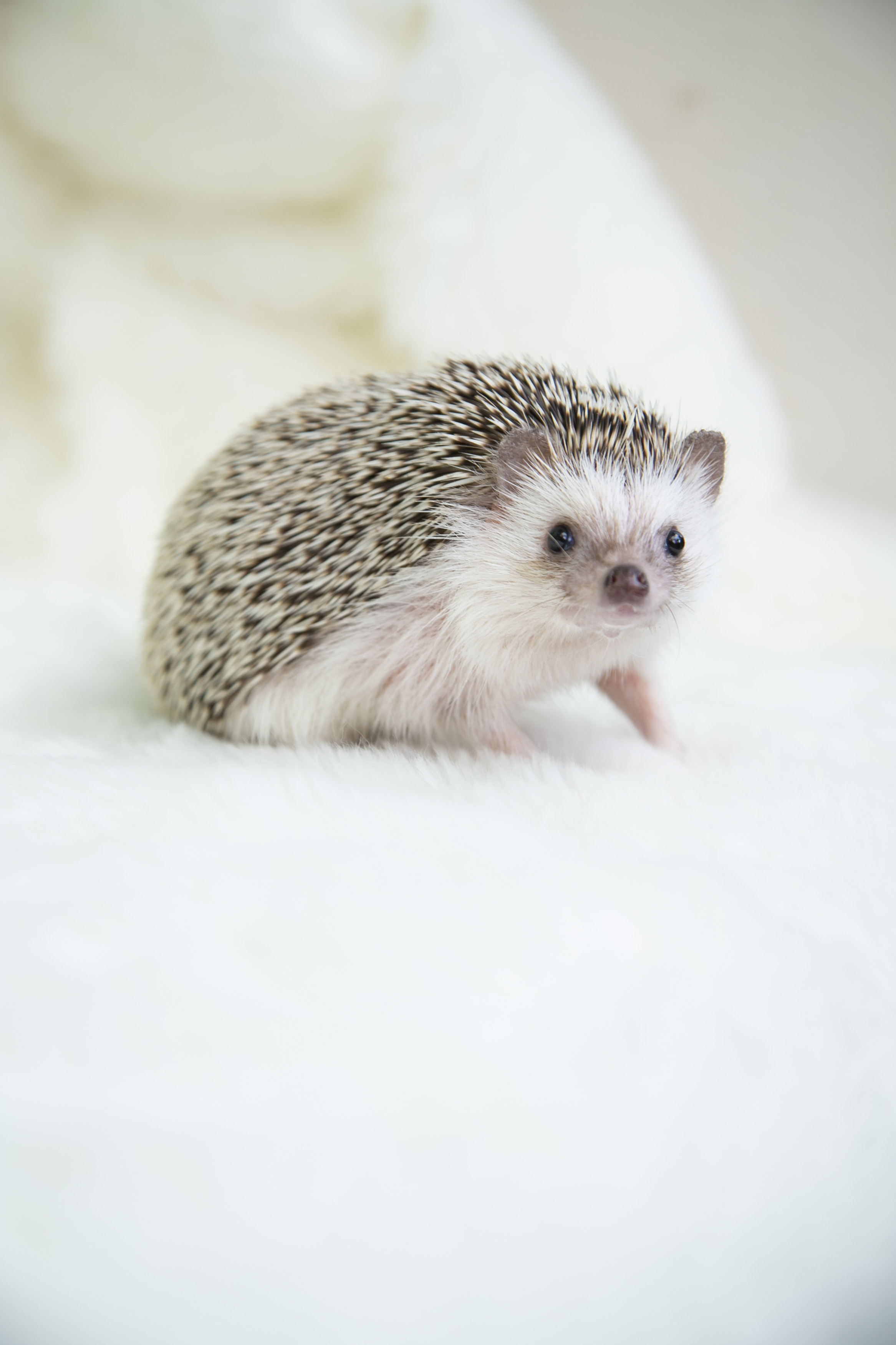 �F�X�ȃn���l�Y�~�����Ă��ꂼ��Ɍ��������Ċy������I�I