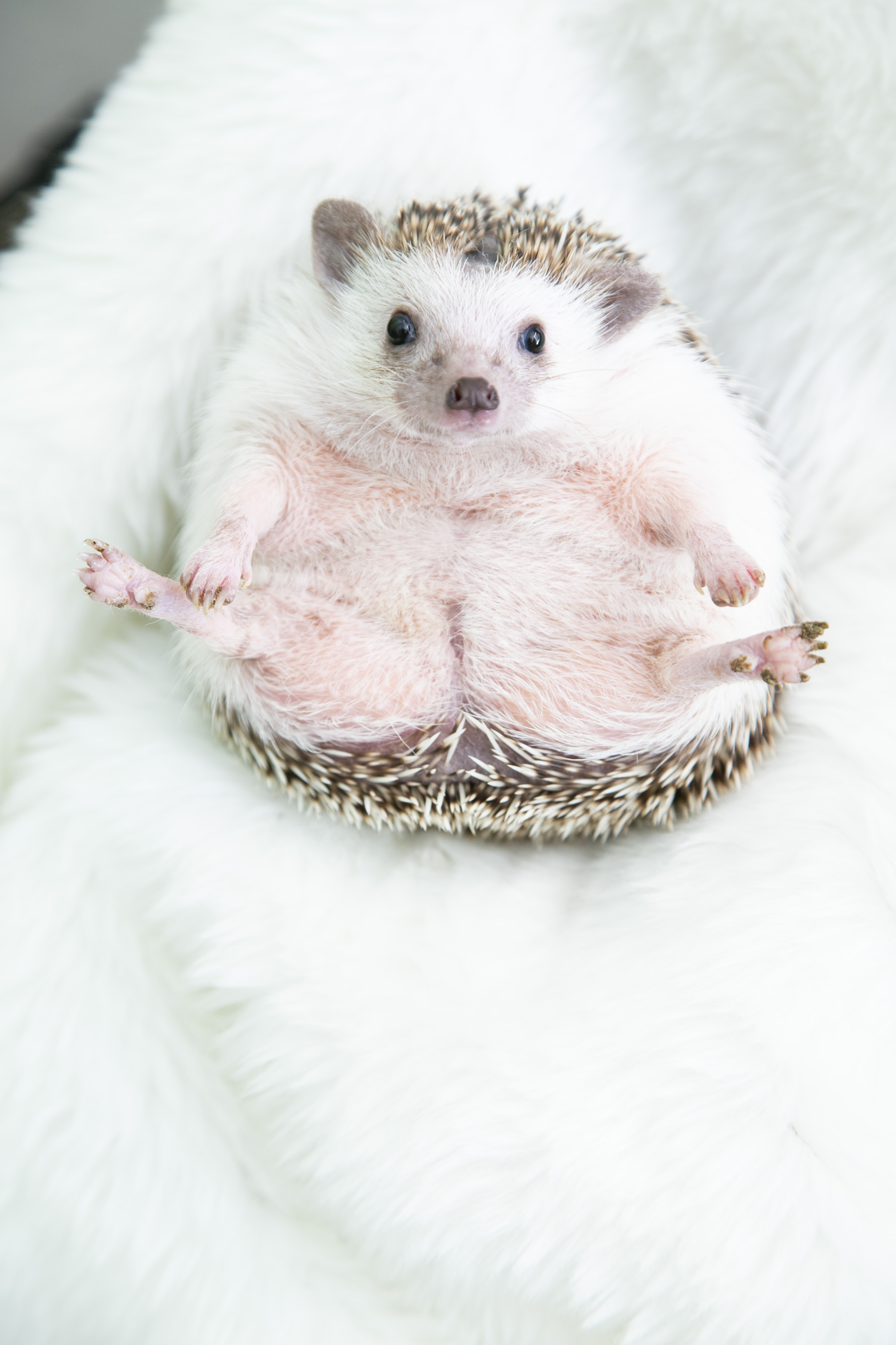 �Ԃ�ȓ��ƃR�����Ƃ����t�H���������܂�Ȃ����I�I