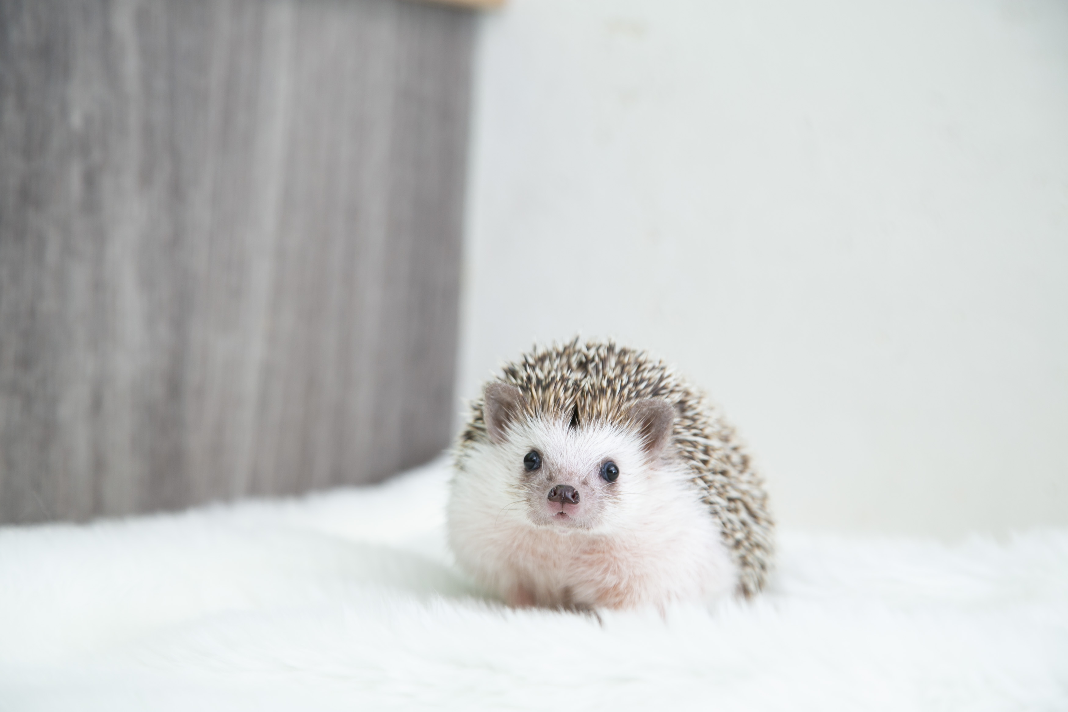 �Ƃ��Ă������͂�˂��ݒB�ɖ�����Ă���������