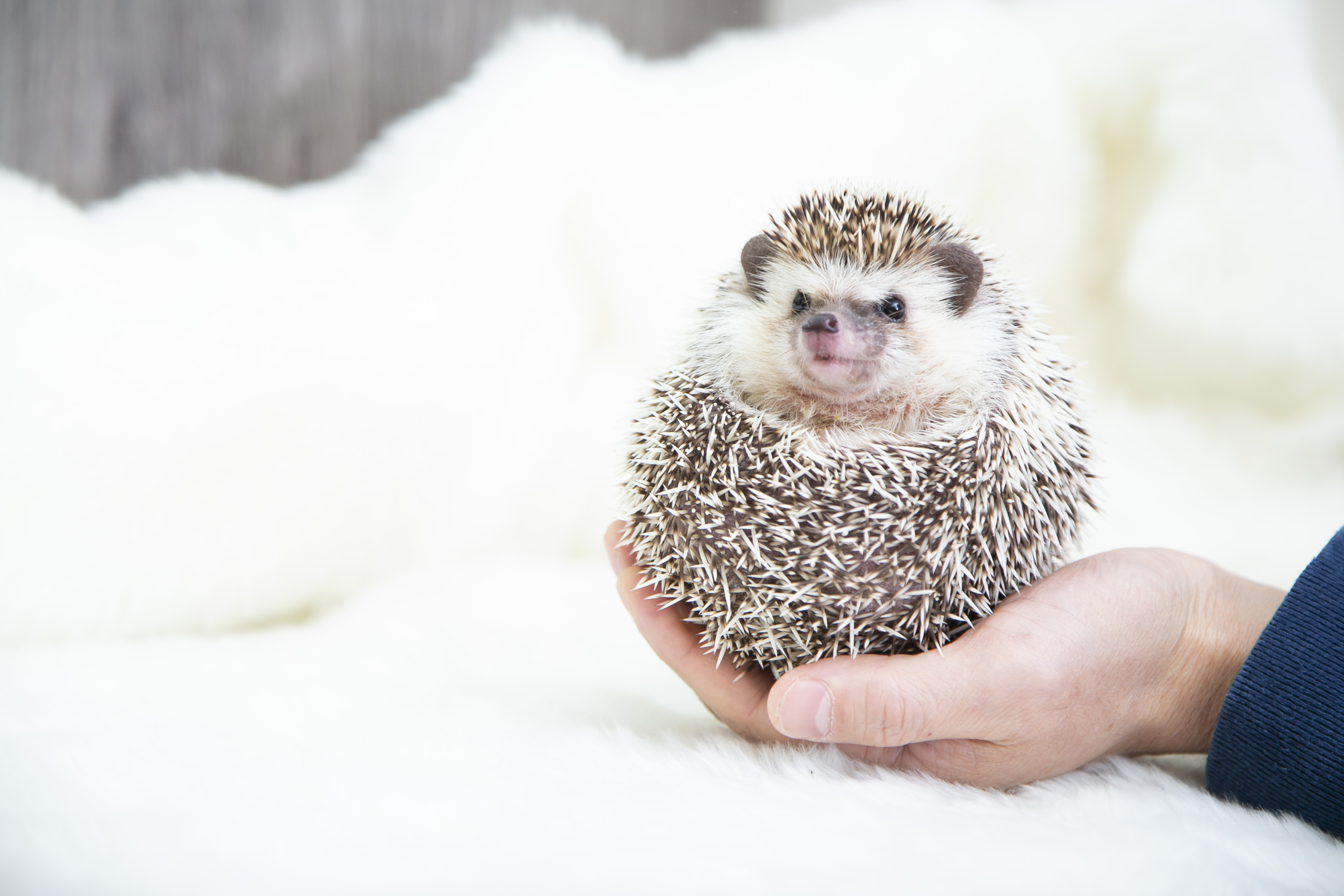 nlY~B̉炵lXȕ\y݂Bꂽ炱ȕɎ̕Ɏ܂Ă邩B