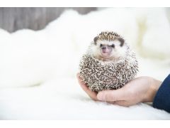 ハリネズミ達の可愛らしいしぐさや様々な表情をお楽しみください。慣れたらこんな風に手の平に収まってくれるかも。