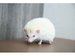 可愛いハリネズミとたくさん触れ合ってください。スタッフの接客にも自信があります。ハリネズミについて何でも聞いてください。