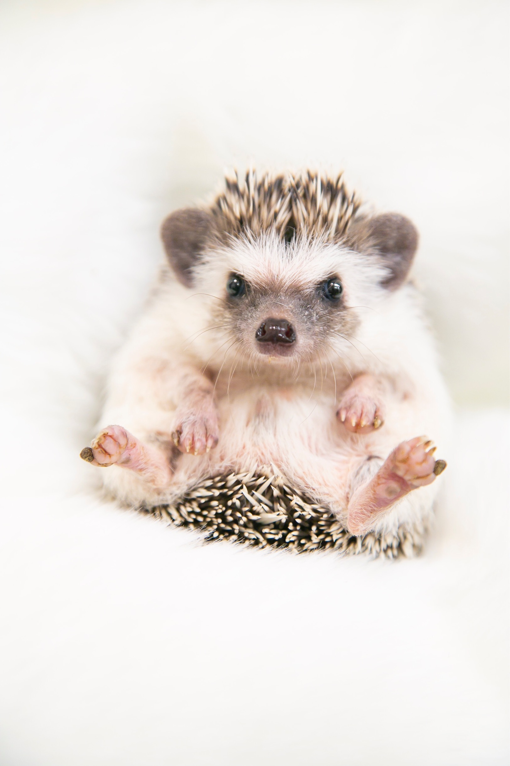 写真も撮り放題です。ぜひ可愛いハリネズミの写真いっぱい撮ってください。ハリネズミは結構動き回るのでシャッターチャンスを逃さないで!