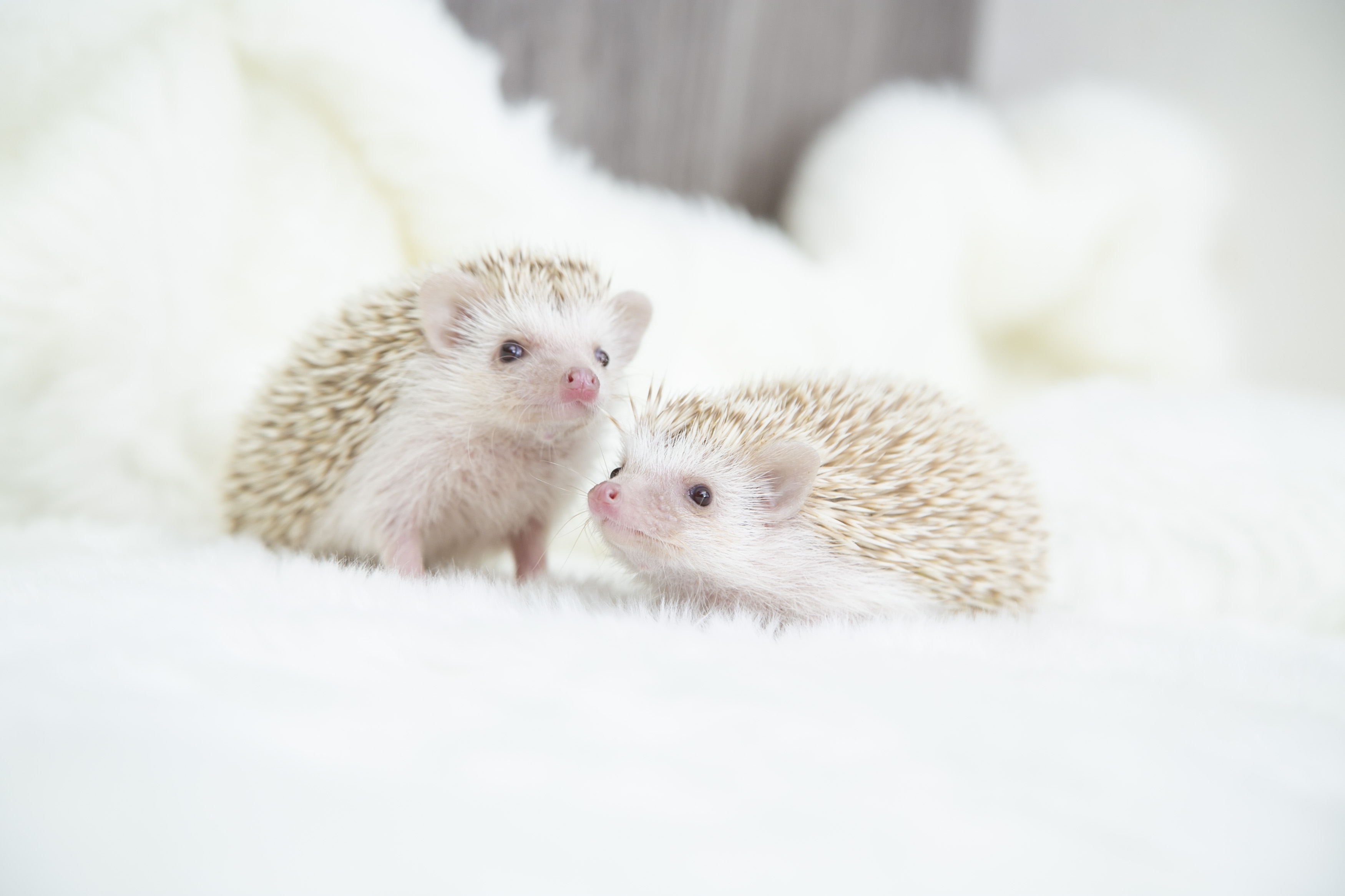 可愛いハリネズミがいっぱいいます。あなただけのハリネズミが目の前に!