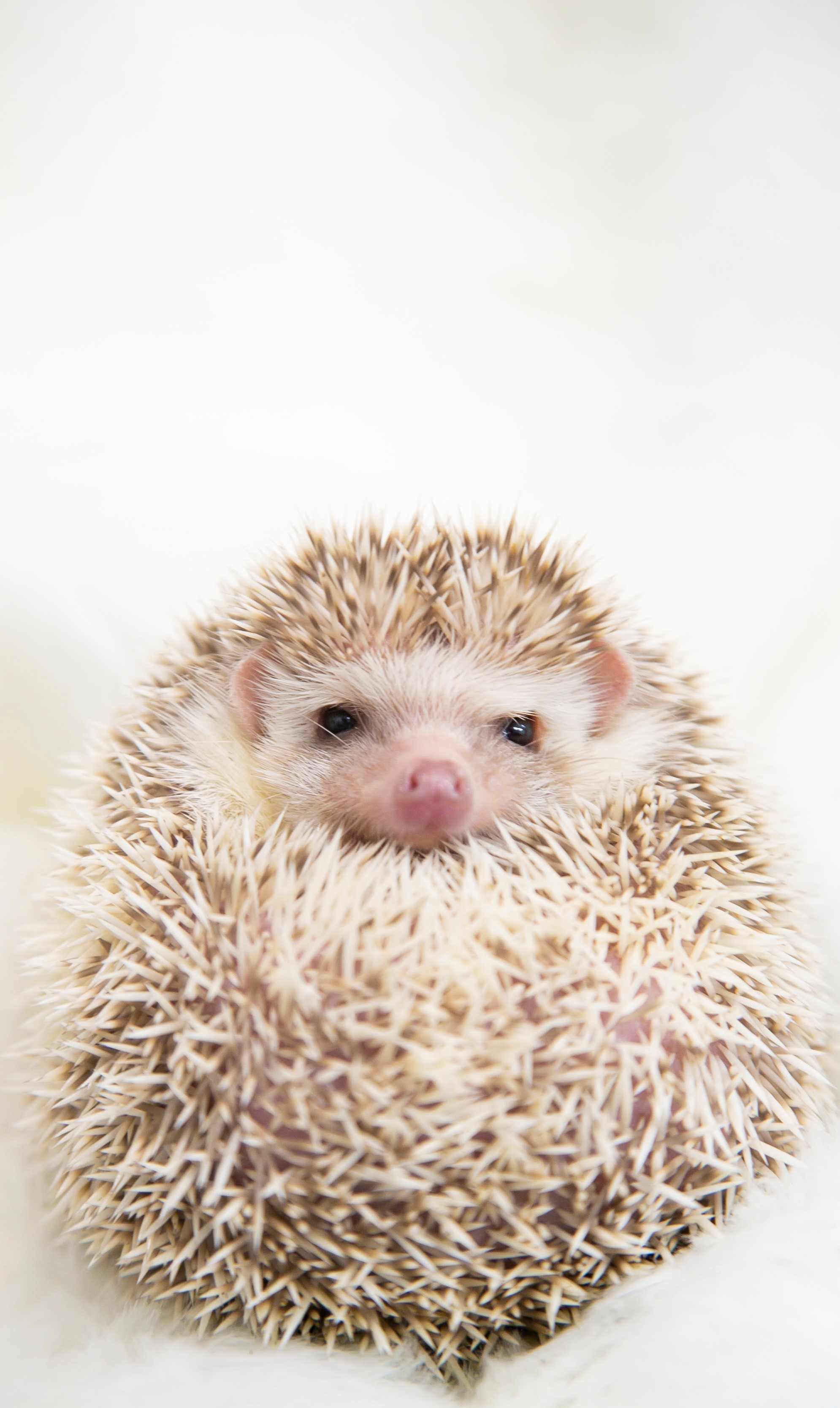 眠たそうにしているハリネズミもいるけど、エサのにおいで目を覚ます食いしん坊なハリネズミも多いよ。