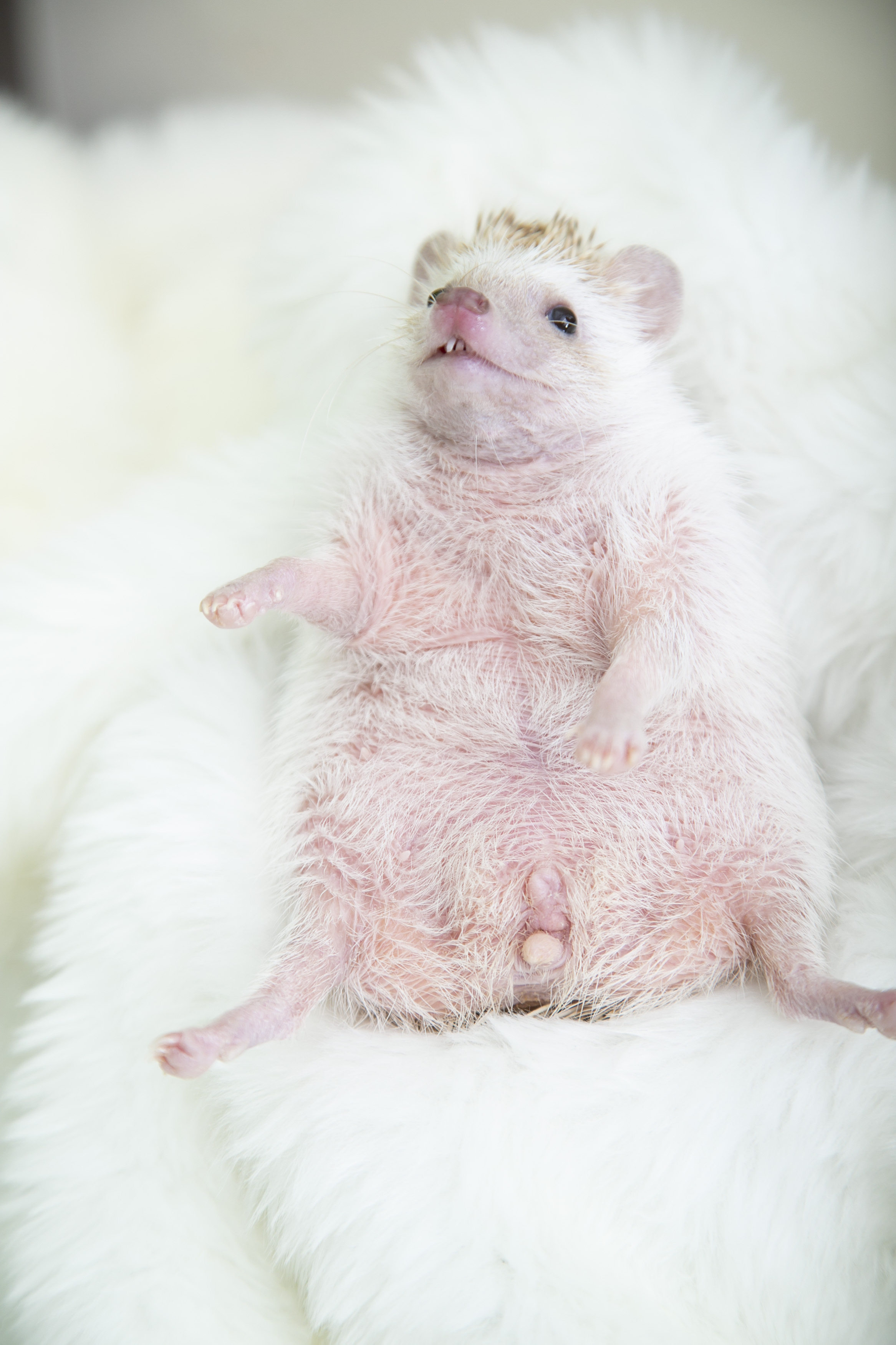 FXȃnlY~ĂꂼɌĊyII