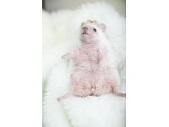 色々なハリネズミがいてそれぞれに個性があって楽しいよ!!