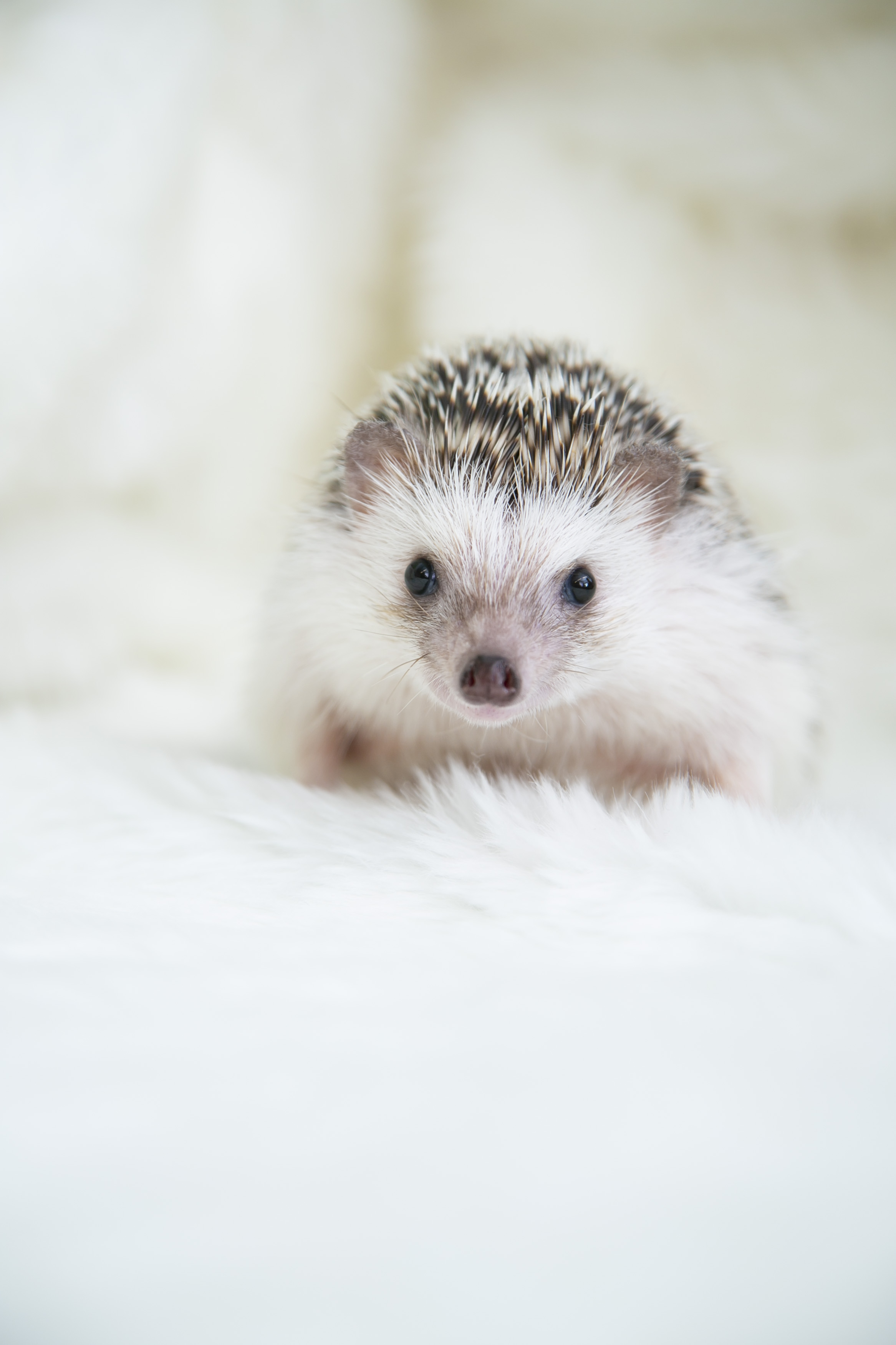 可愛いハリネズミがいっぱいいます。