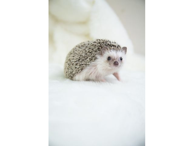 色々なハリネズミがいてそれぞれに個性があって楽しいよ!!