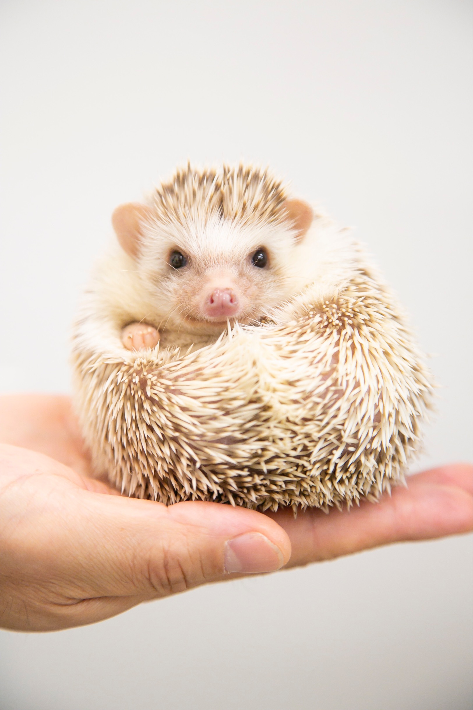 慣れたハリネズミなら手に乗ってくれるかも?!♪