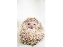 眠たそうにしているハリネズミもいるけど、エサのにおいで目を覚ます食いしん坊なハリネズミも多いよ。