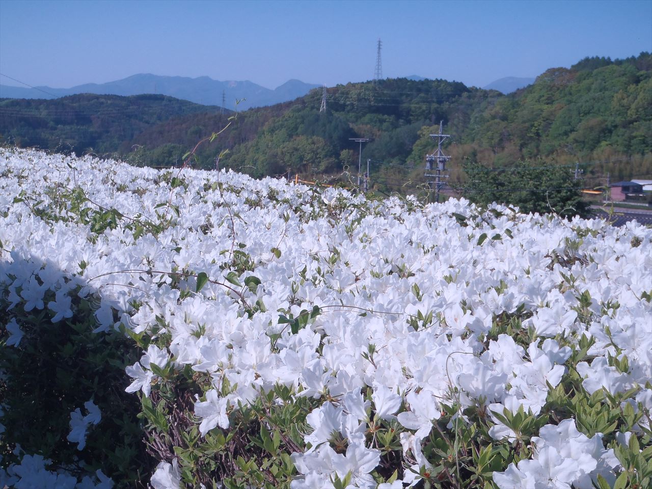 z{̎ӂ͌ɂȂĂAG߂ɂĂ낢ȉԂ炫܂B