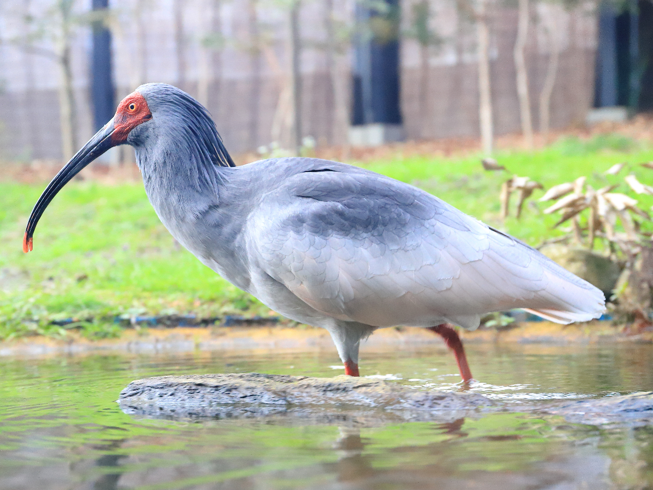 gL̐X̂ӂꂠvUł̓gL܂łQZ`Ō邩H