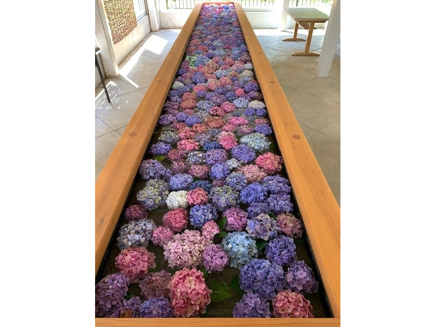 ゴールドパークの紫陽花