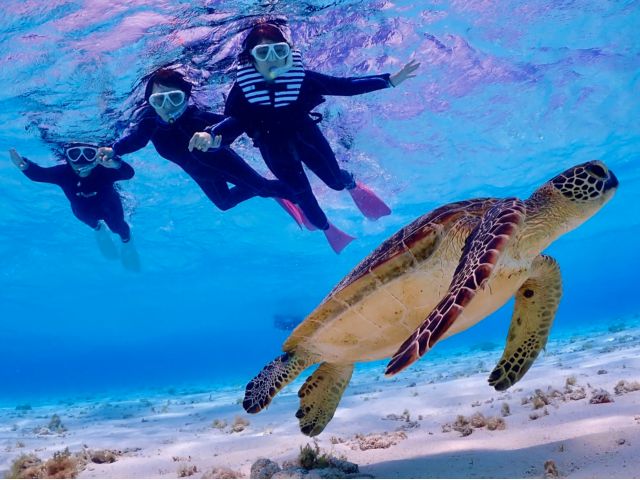 ウミガメフォトもお任せあれ