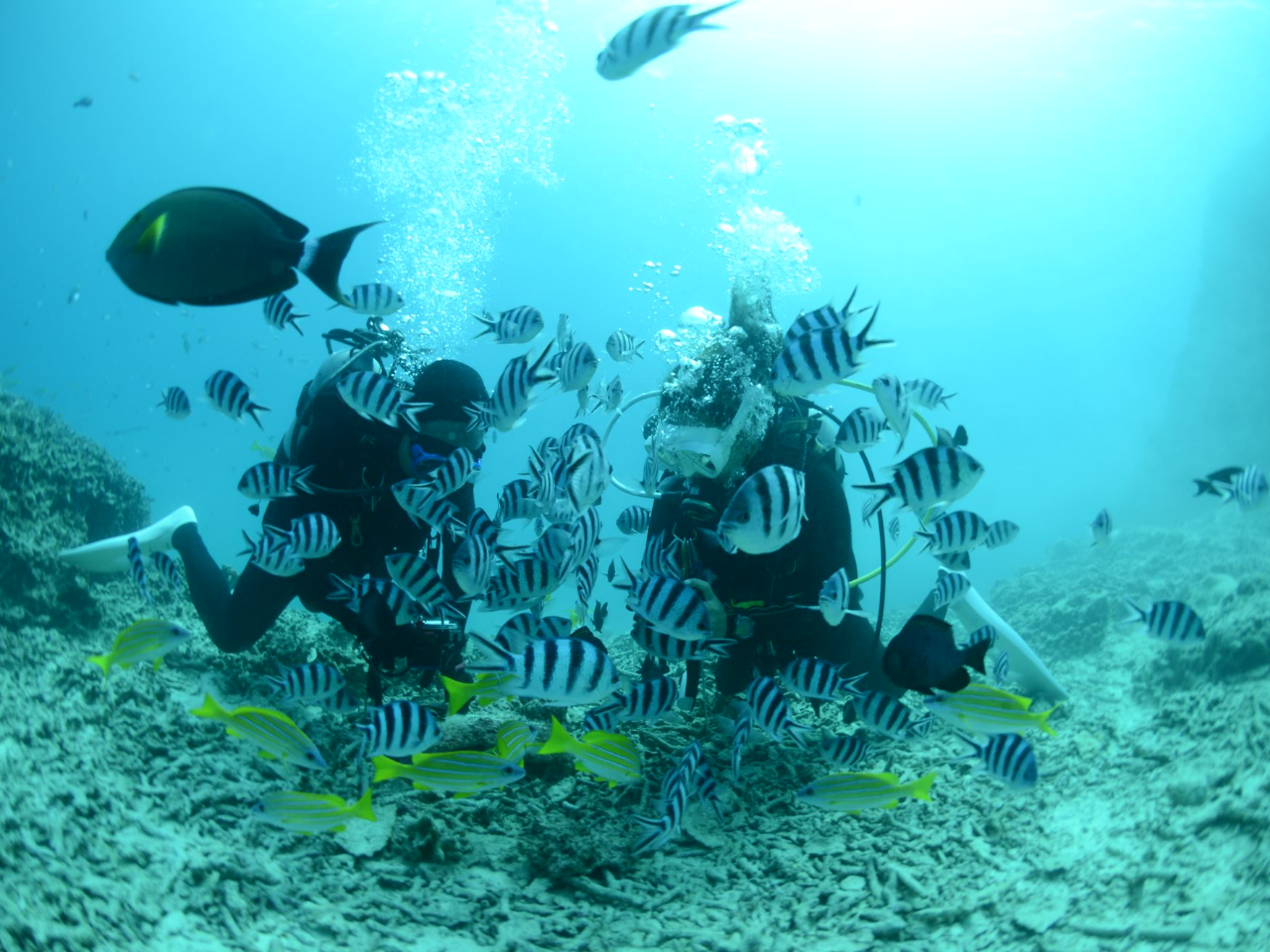 n̎Rc|CgǏQɈ͂܂܂`I