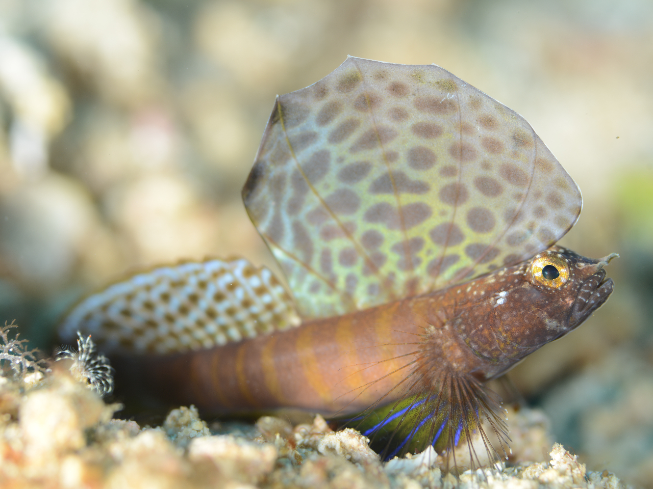 �^�h�c�|�C���g�ł̓n�[�G���A���I�J�����h���[���̃|�C���g�ł��I