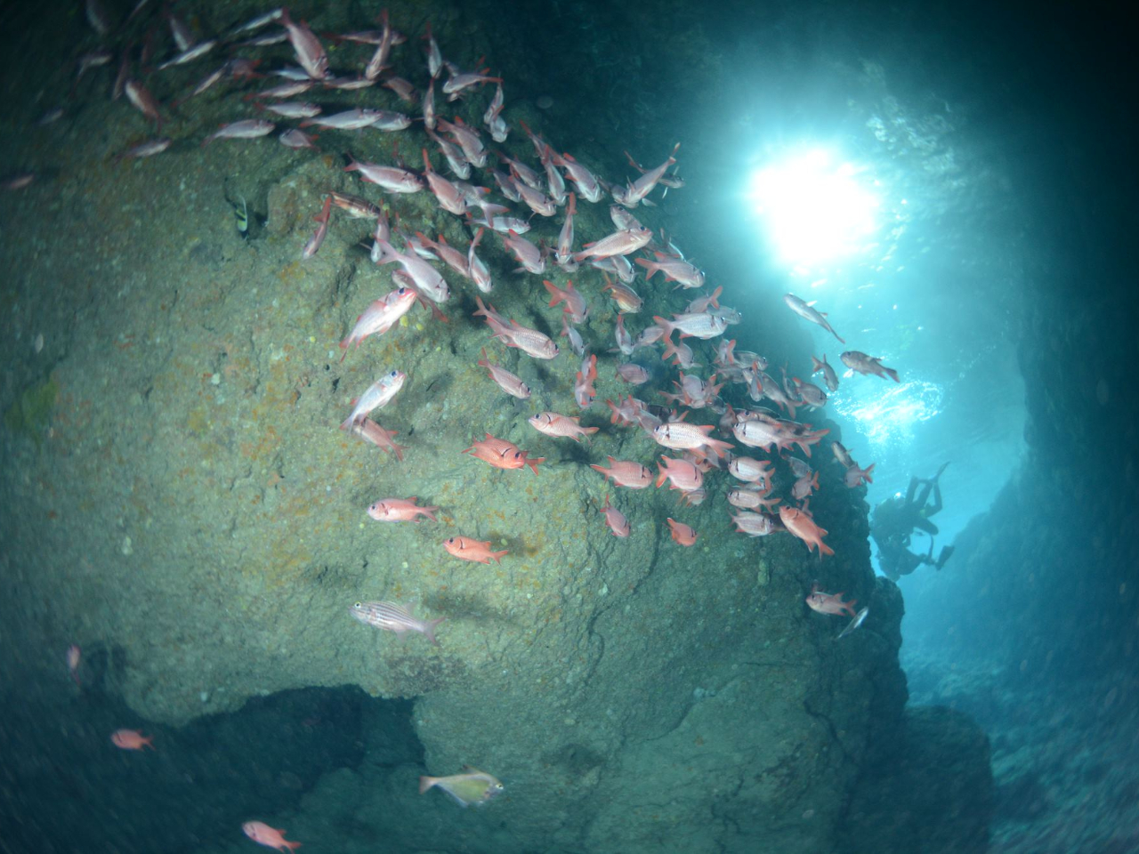 ���A���͋��̌Q����L�x�I�I