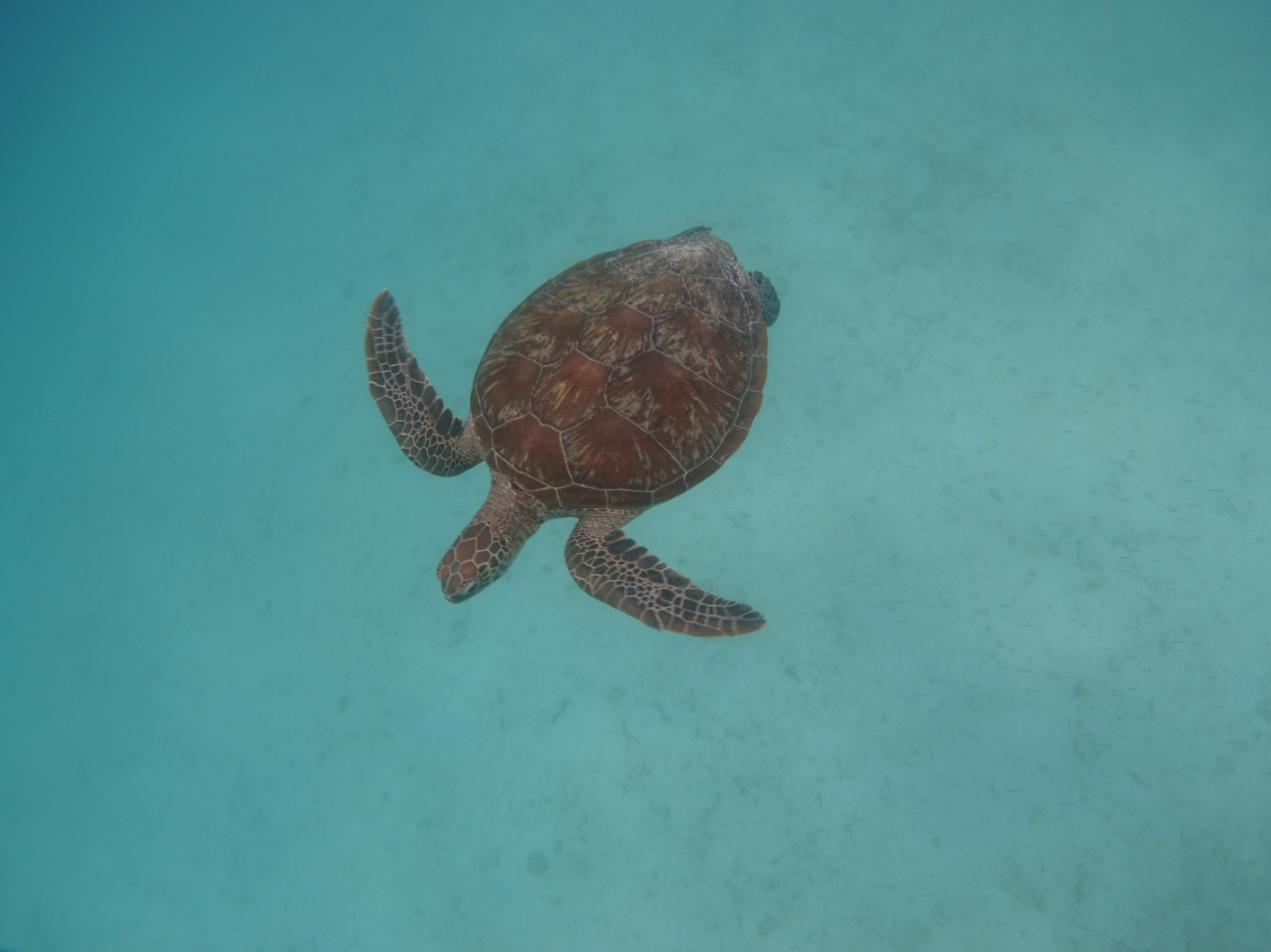 ���܁[�ɃE�~�K���̎p�����邱�Ƃ��ł��܂���