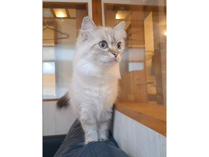 ANIMAL Cafe and Bar mofutto�̎ʐ^3