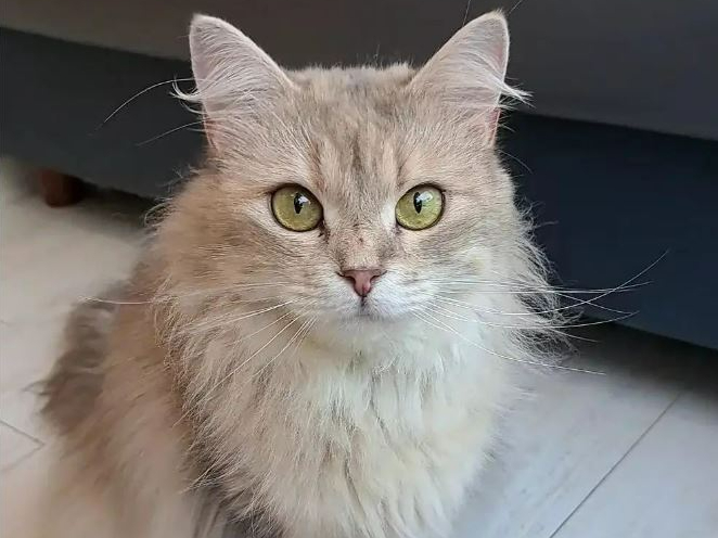 ANIMAL Cafe and Bar mofutto�̎ʐ^4