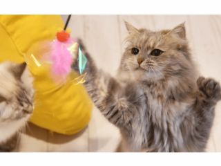 猫はあまり遊んでくれないイメージがありますが、当店のサイベリアンはとても人懐っこいので、思う存分遊べます♪