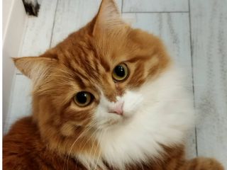 もふもふのサイベリアン