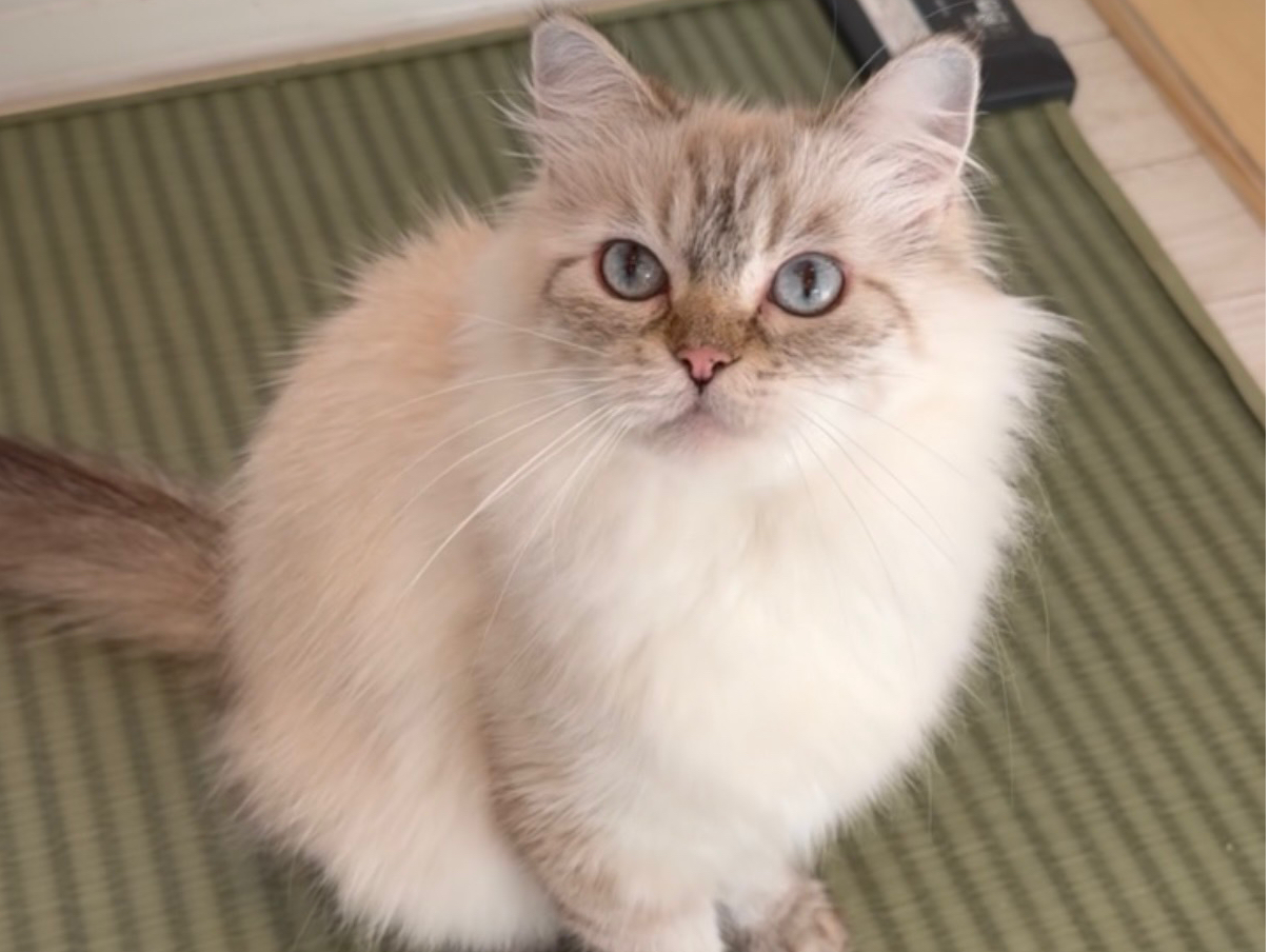 ANIMAL Cafe and Bar mofutto�̎ʐ^3