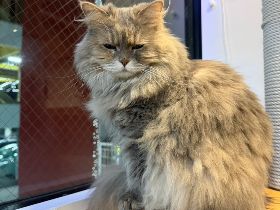 ANIMAL Cafe and Bar mofutto�̎ʐ^4